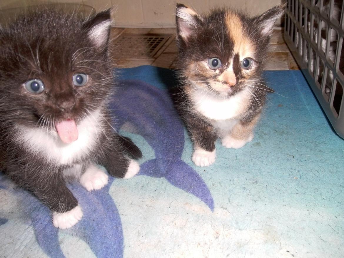 Huskat Shadow - Rækker lige tunge til fotografen xD  billede 13
