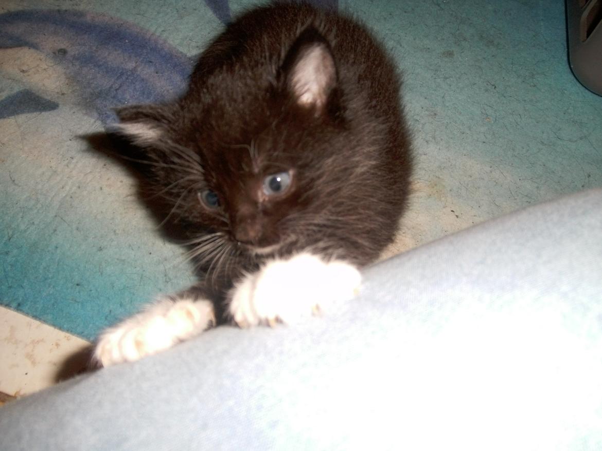 Huskat Shadow - lidt gymnastik efter en lur ;)  billede 14