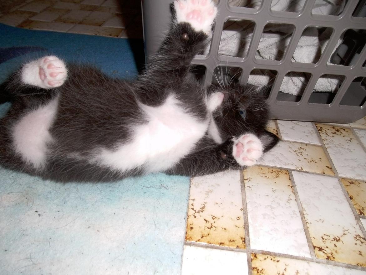 Huskat Shadow - Lege tid ;D  billede 15