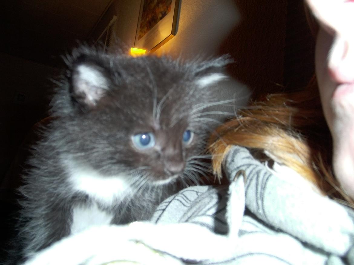 Huskat Shadow - Tak fordi i så med :D 

Håber i vil smid en bedømmelse og kommentar til mig :D  billede 20