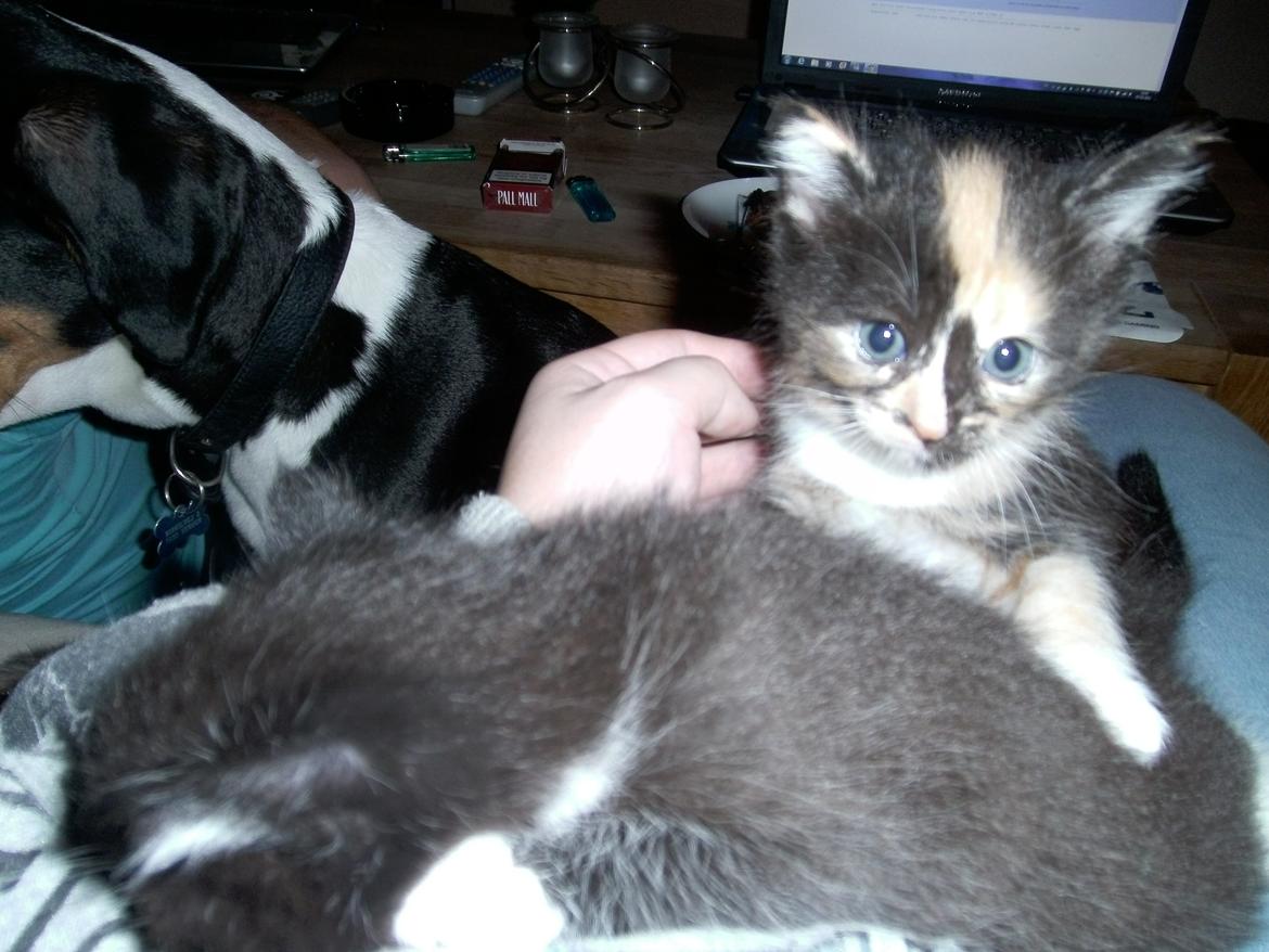 Huskat Rosie - hejsa xD  billede 6