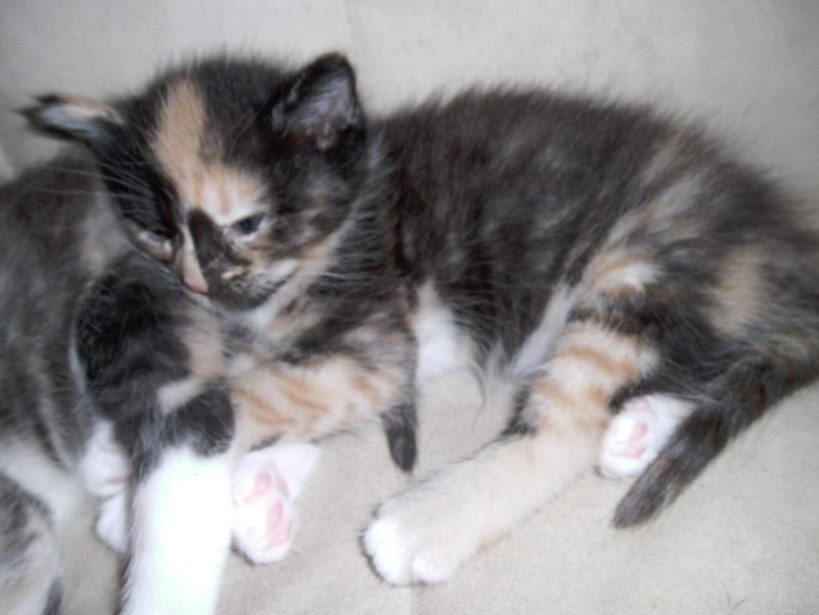 Huskat Rosie - zZzZzZzZ :)  billede 7