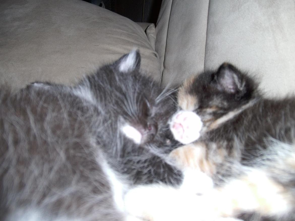 Huskat Rosie - ligger og putter med storebror Shadow, det gør vi tit:) vi er bedstevenner :D <3  billede 8