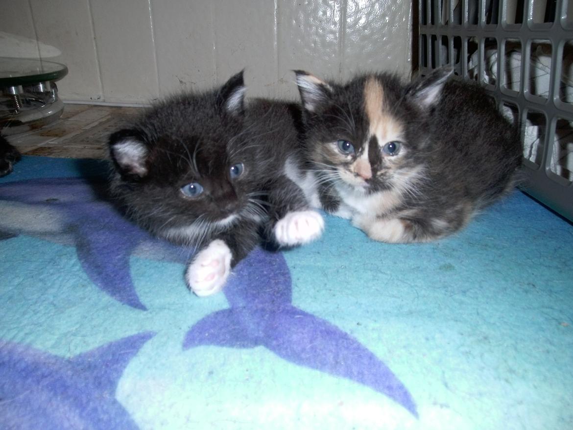 Huskat Rosie - og igen ligger jeg sammen med Shadow :)   billede 9