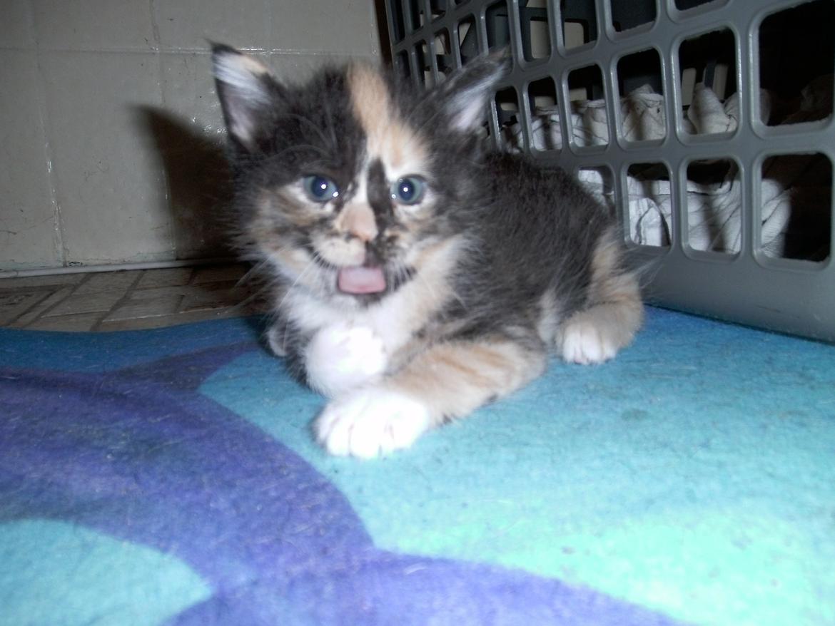 Huskat Rosie - er jeg ikke smuk ;)  rækker lige tunge af min ''mor'' ;D  billede 10