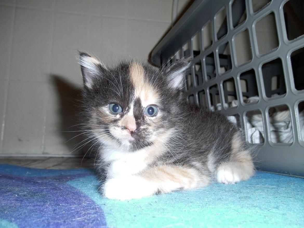 Huskat Rosie - her ligger jeg godt :D  billede 11