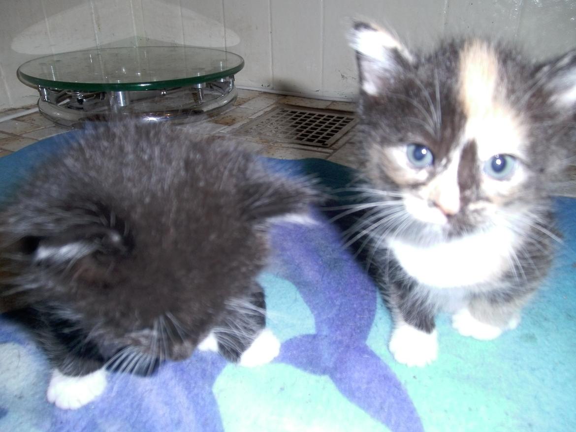 Huskat Rosie - lille søde mig og min storebror :D  billede 12