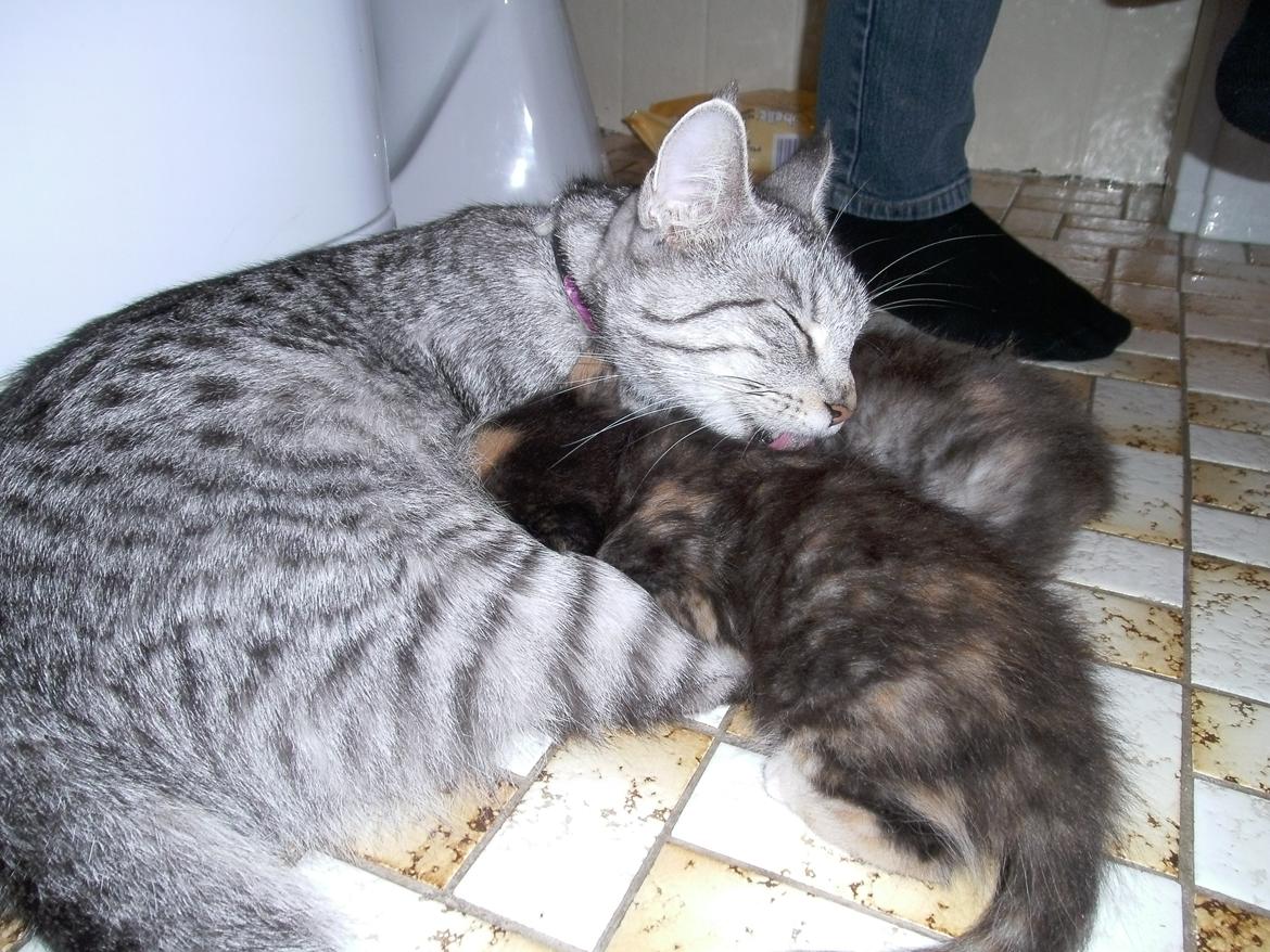 Huskat Rosie - så er var der lige noget tid, til at få en tår mælk :)  billede 14