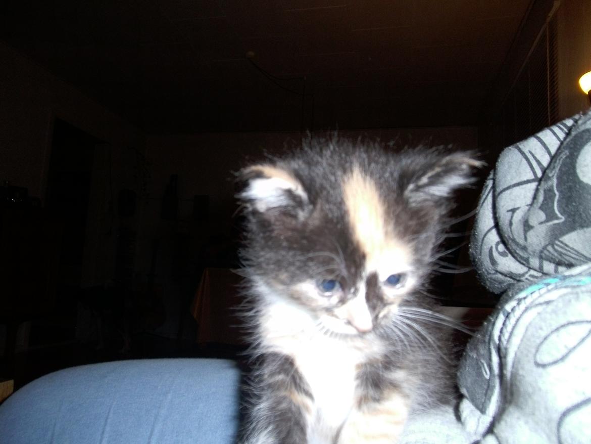 Huskat Rosie - der var lige noget der bevægede sig ;)  billede 15