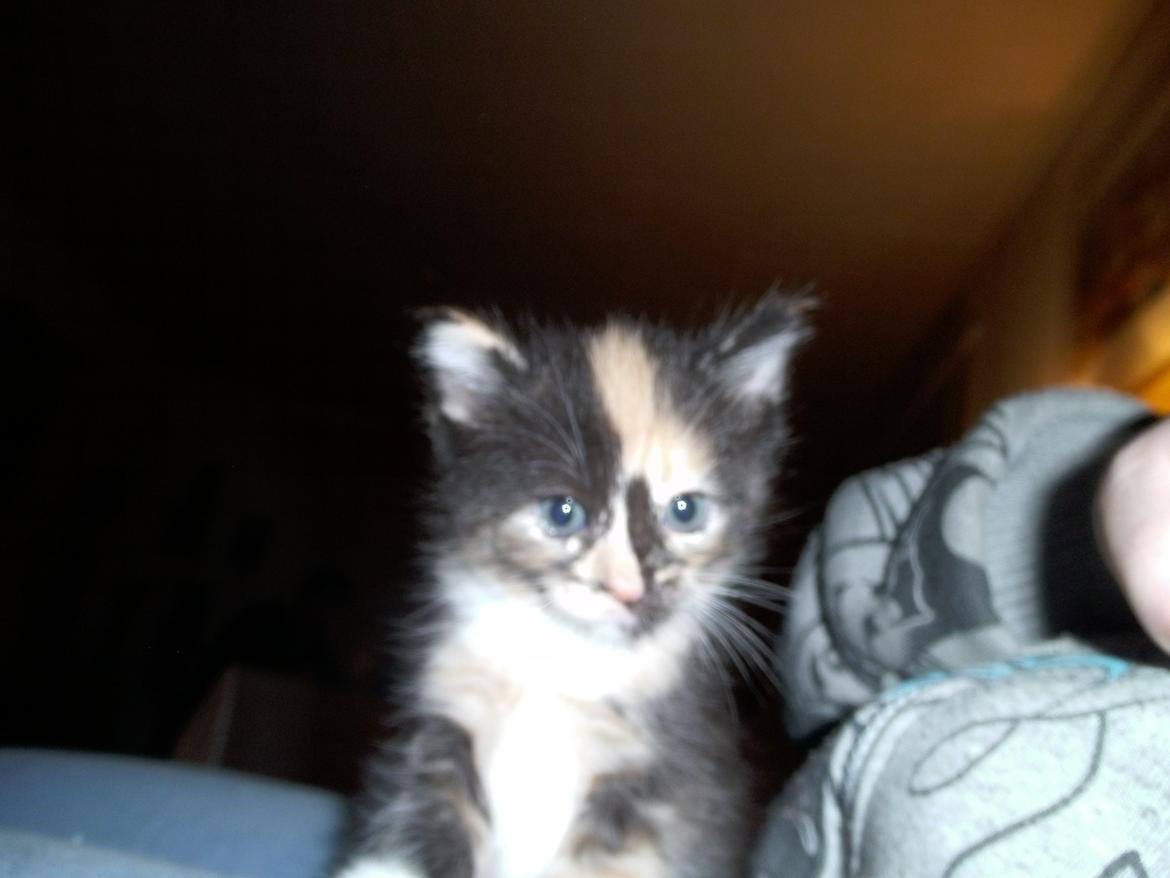 Huskat Rosie - Tak fordi du kiggede forbi :)

Vil du ikke være sød og ligge en bedømmelse og kommentar på din vej ud :D  billede 20