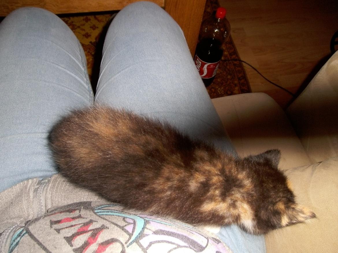 Huskat Rosie - Er lige lidt ved min ''mor'' :)  billede 16