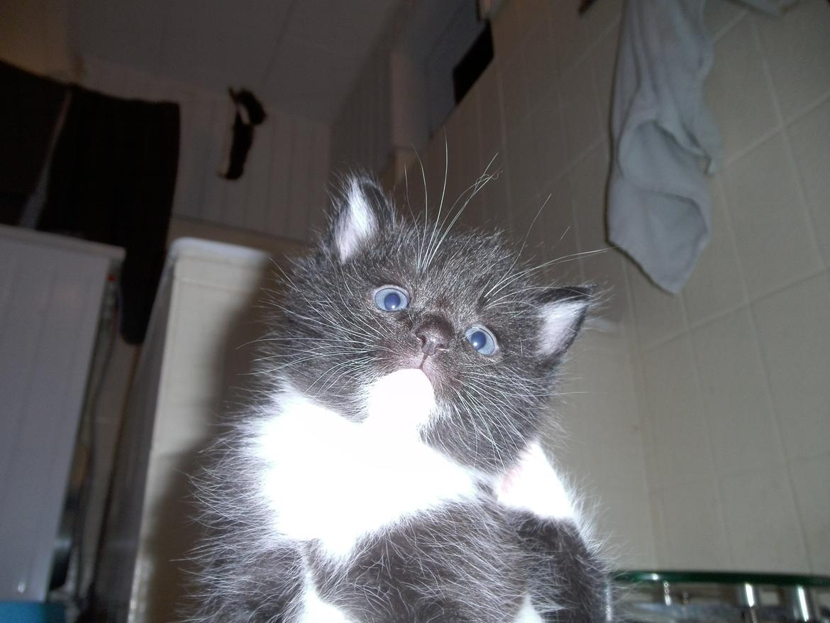 Huskat Shadow - Søde ''lille'' mig ;)  billede 16