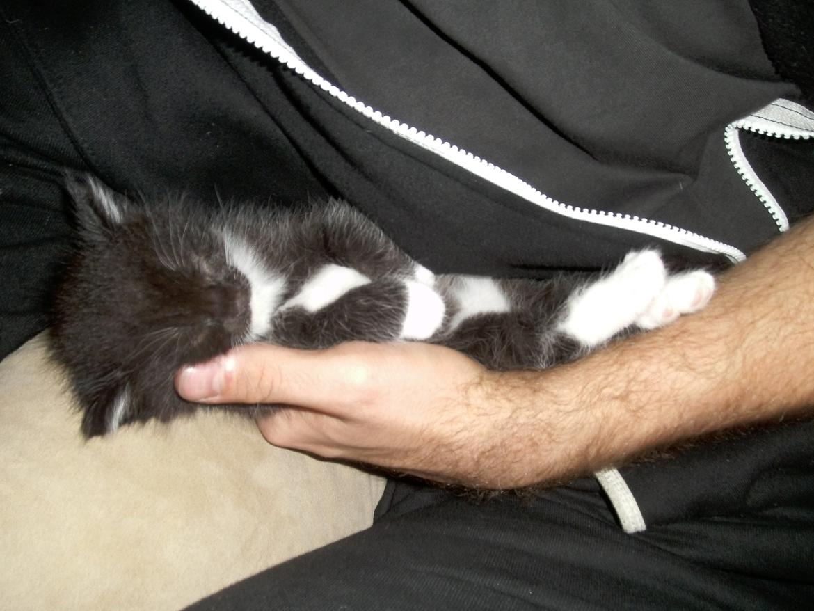 Huskat Shadow - Putter her igen ved min ''far'' :)  billede 8