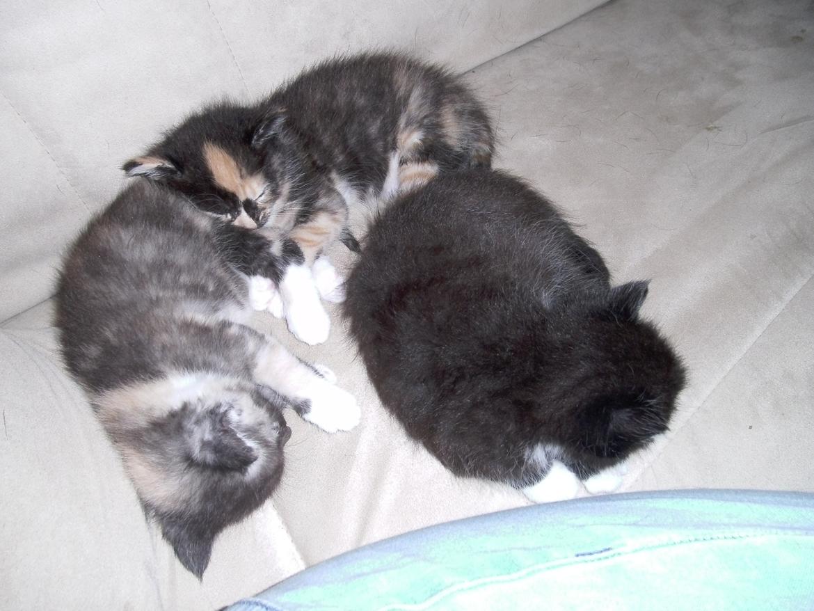 Huskat Shadow - Putter sammen med mine to søsstrer :)   billede 10