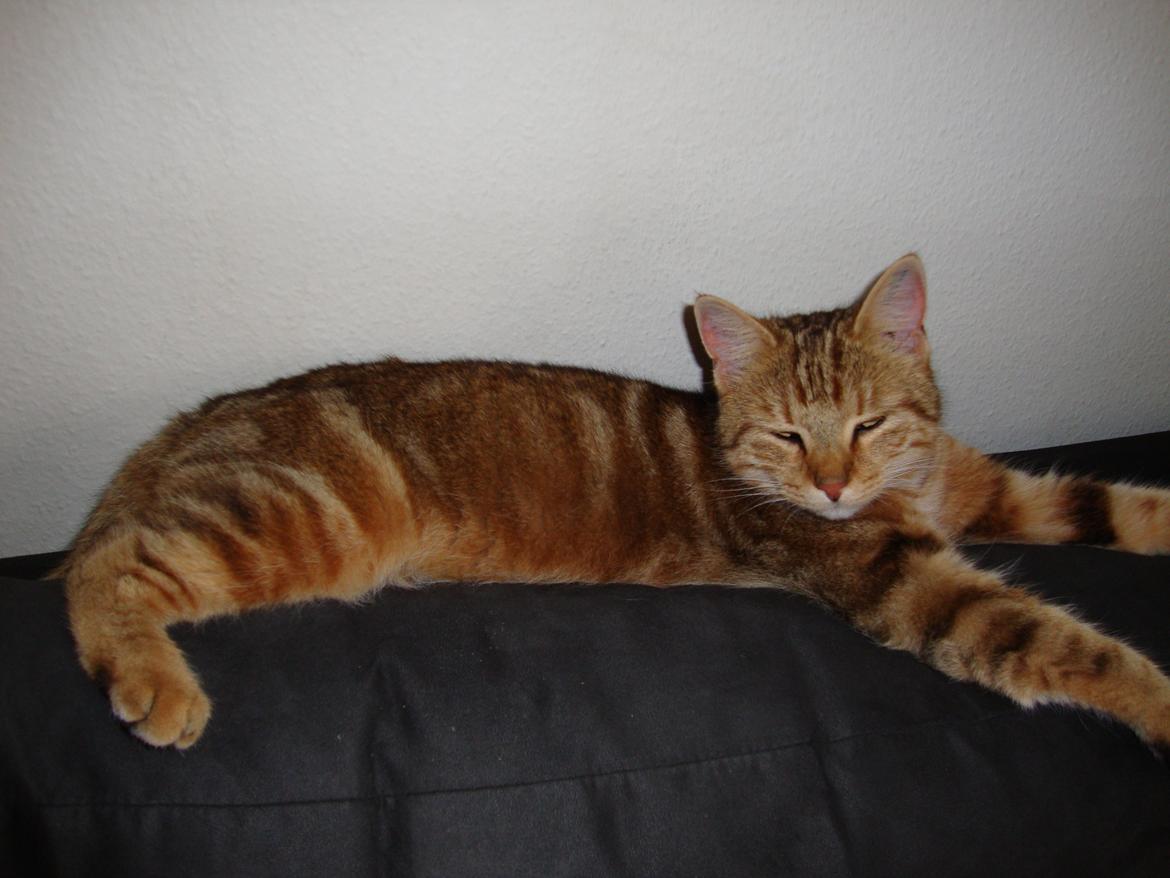 Huskat Dusty Morgan Macfluff billede 1