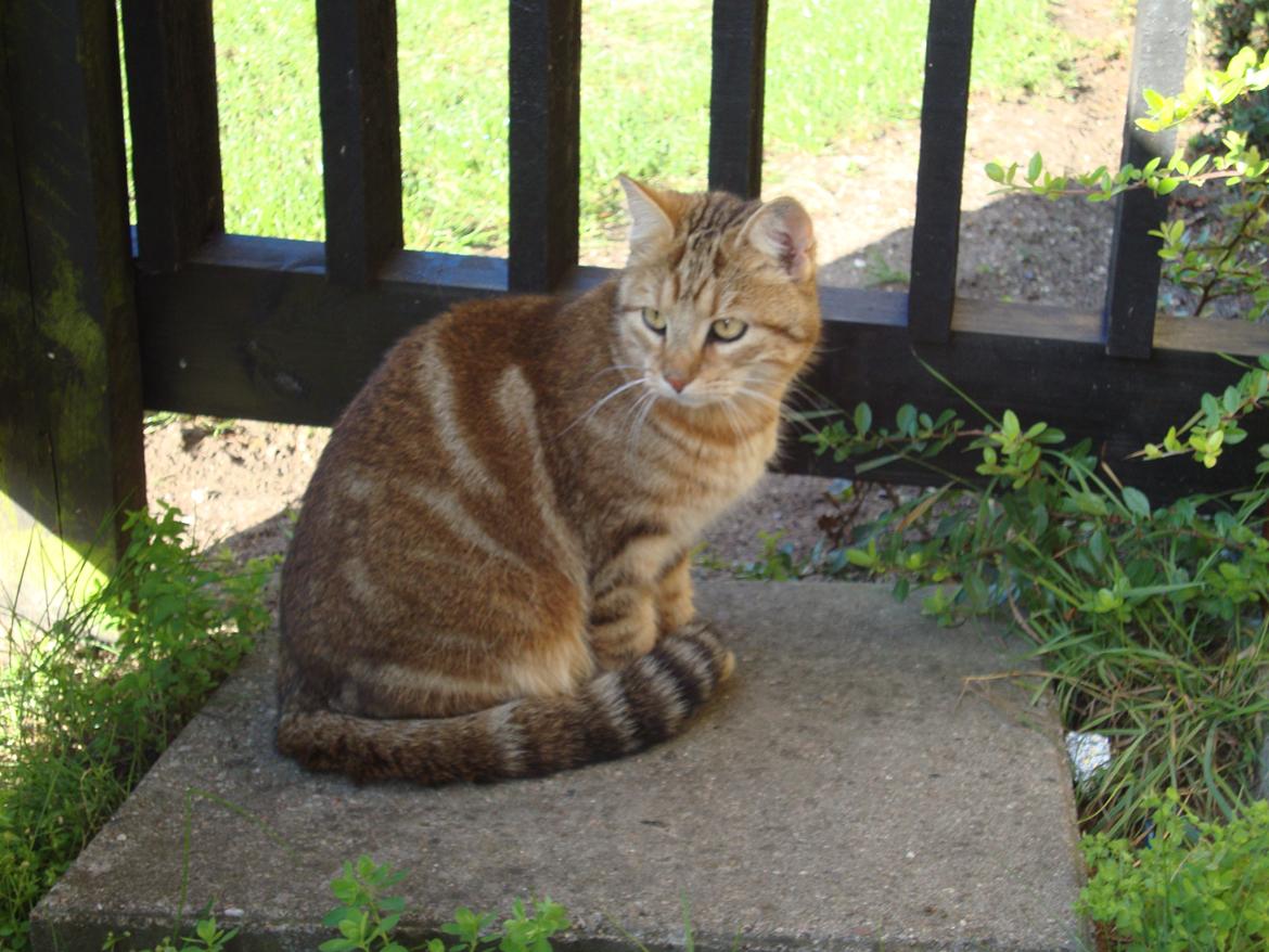 Huskat Dusty Morgan Macfluff billede 2