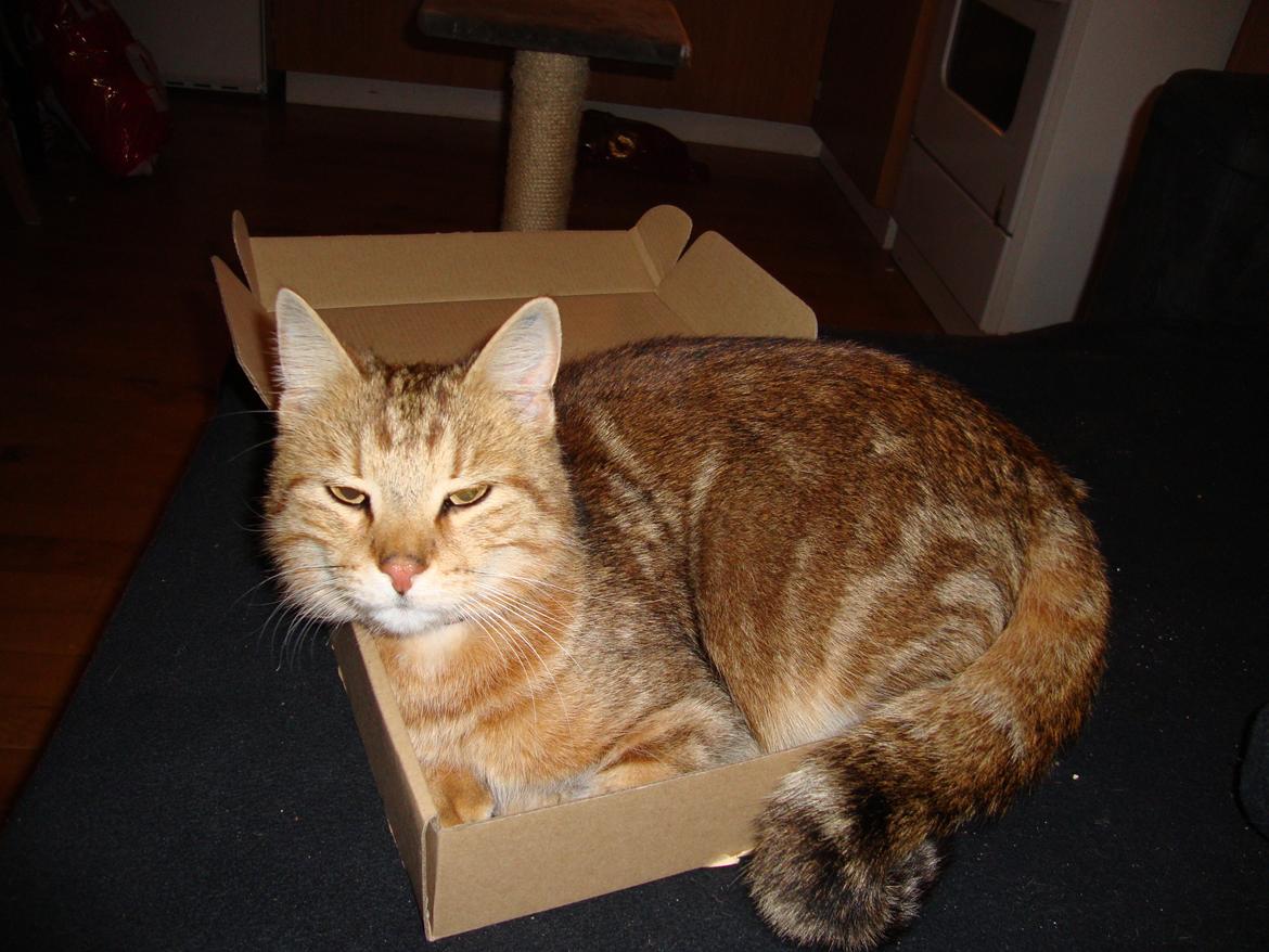 Huskat Dusty Morgan Macfluff billede 3