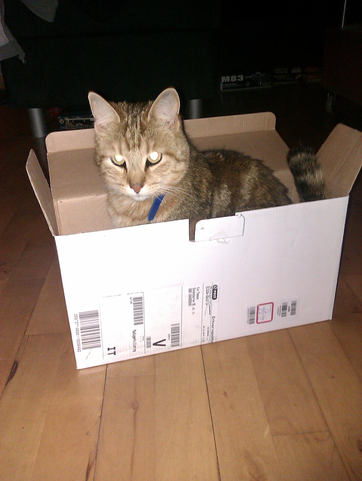 Huskat Dusty Morgan Macfluff billede 4