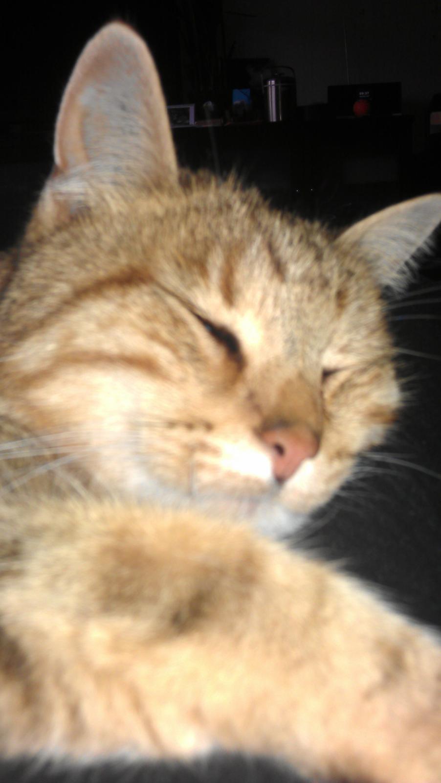 Huskat Dusty Morgan Macfluff billede 5