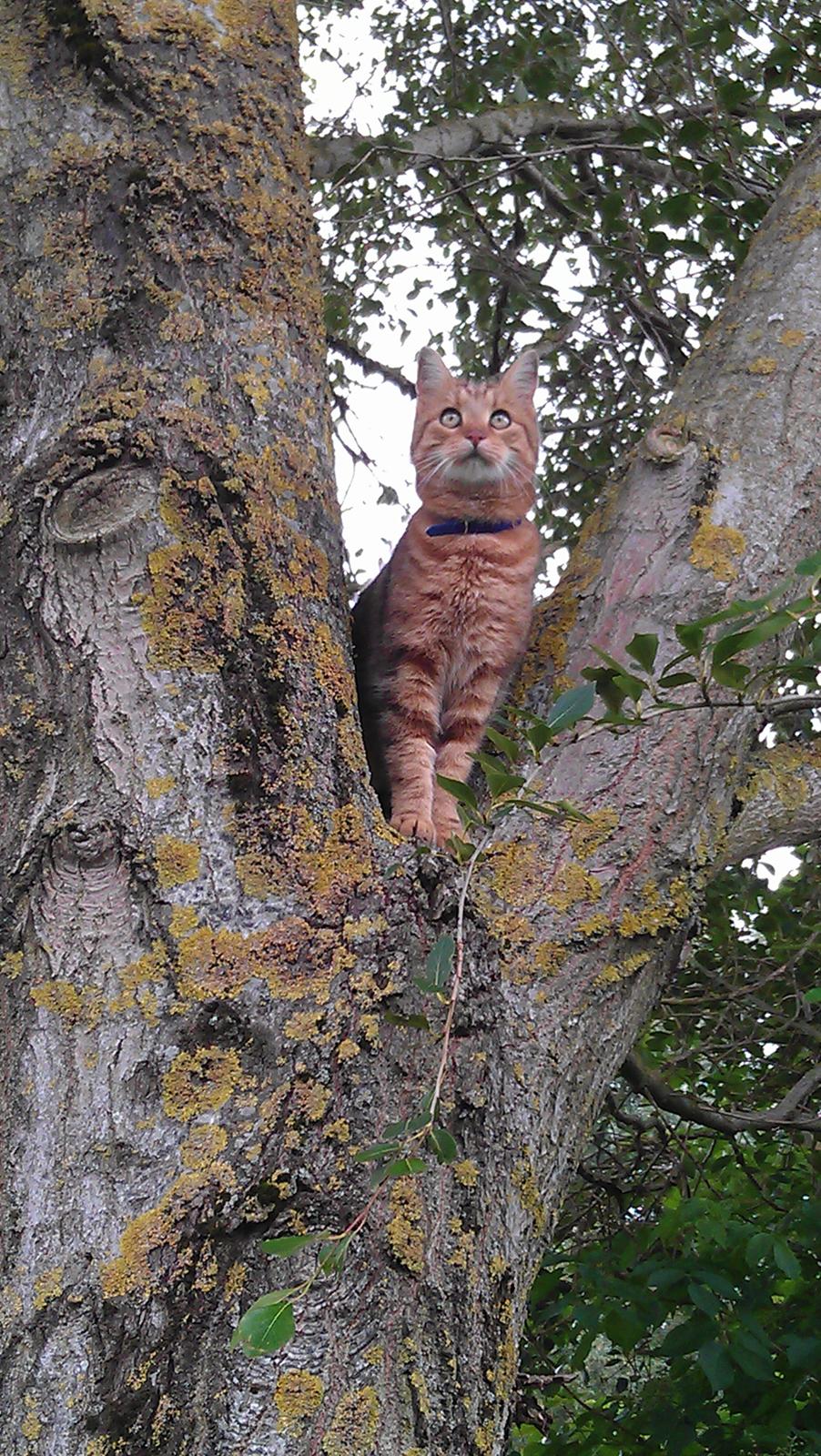 Huskat Dusty Morgan Macfluff billede 6