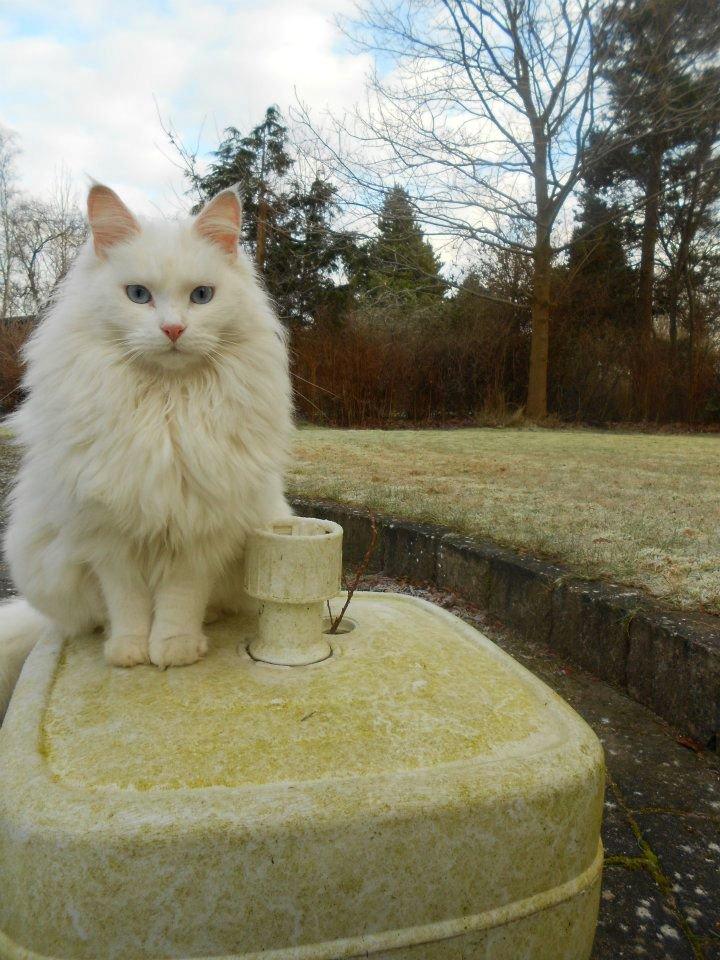 Maine Coon Tiggy billede 1