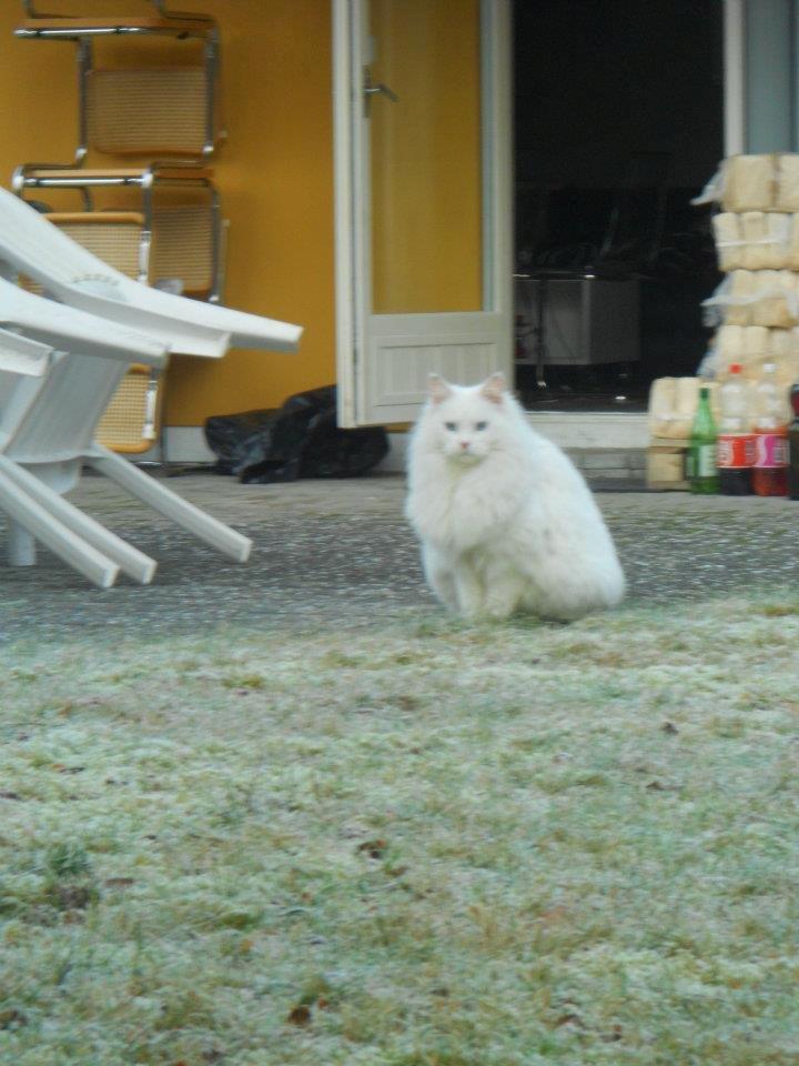 Maine Coon Tiggy billede 2