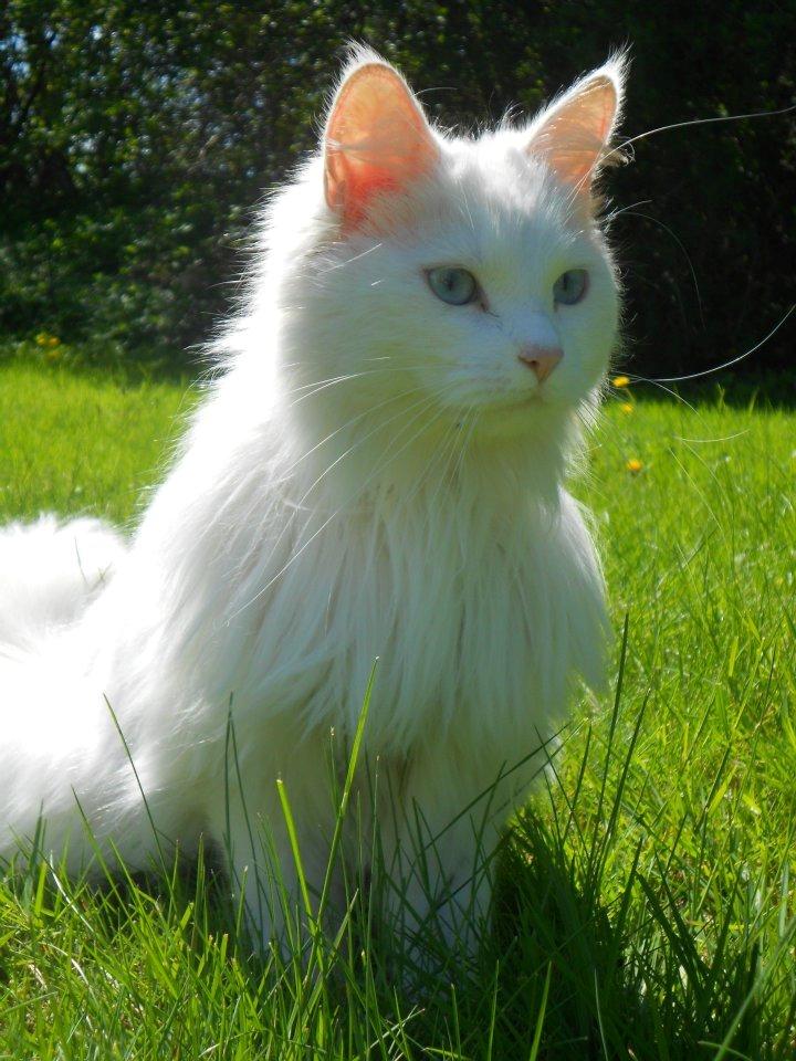 Maine Coon Tiggy billede 3