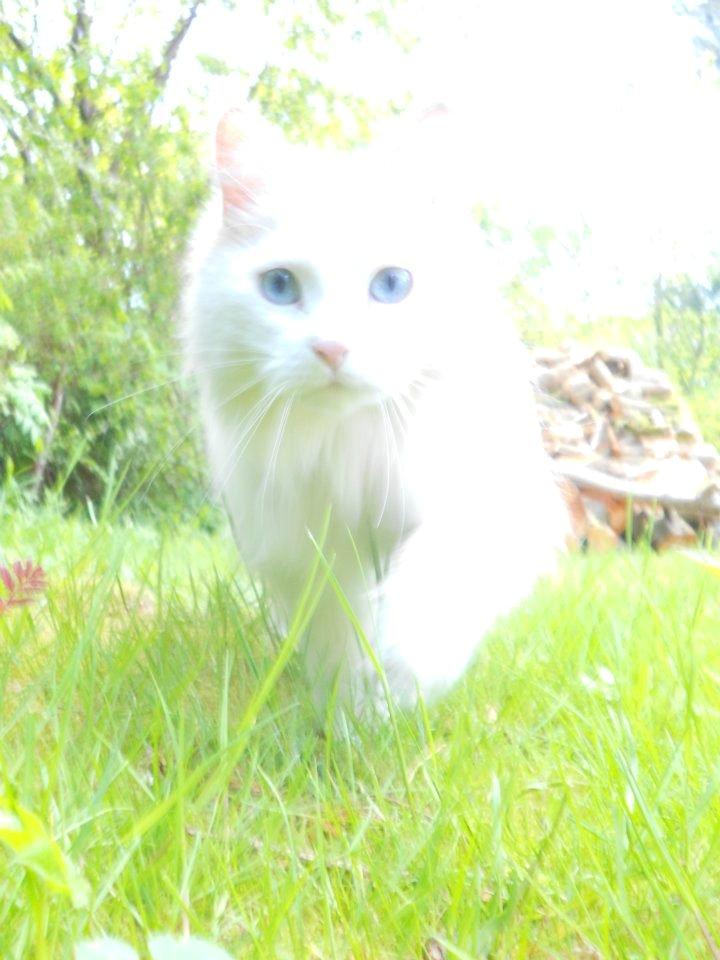 Maine Coon Tiggy billede 4