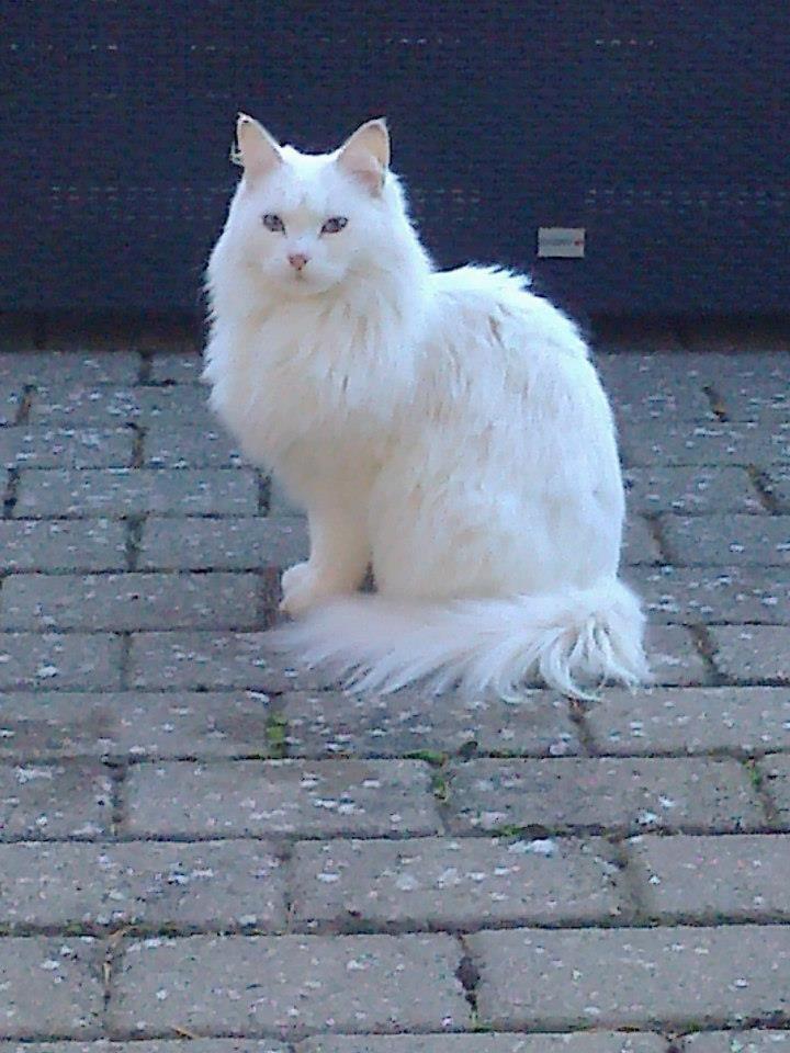 Maine Coon Tiggy billede 5