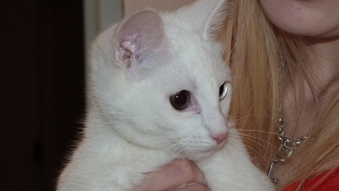 Blanding af racer Candy billede 1