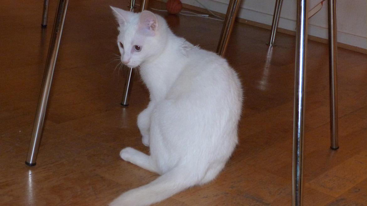 Blanding af racer Candy billede 2