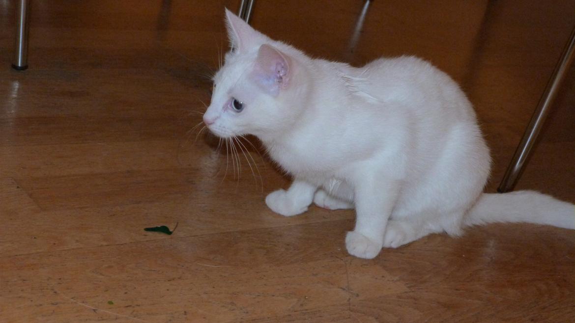 Blanding af racer Candy billede 3