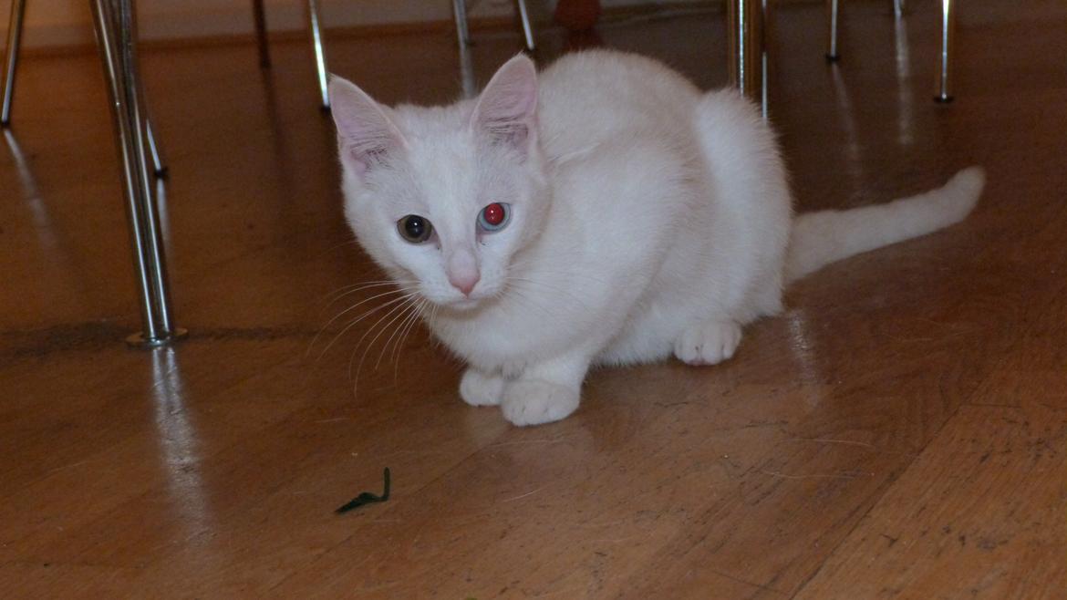 Blanding af racer Candy billede 4