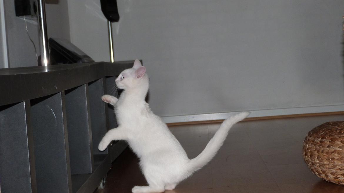 Blanding af racer Candy billede 6