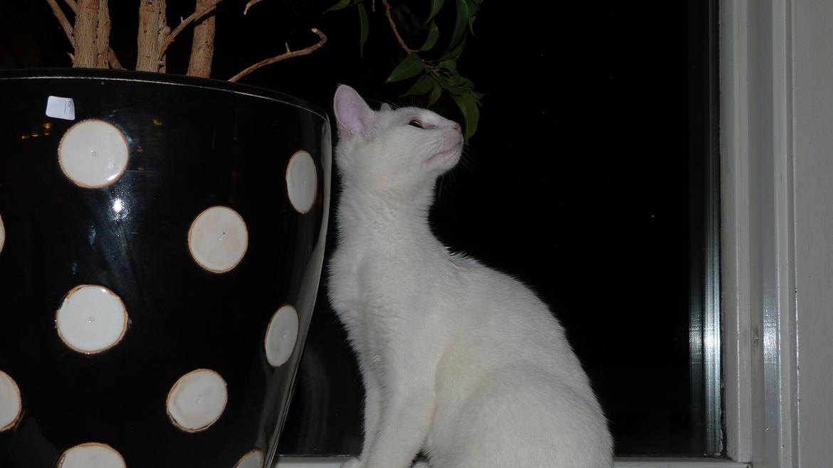 Blanding af racer Candy billede 7