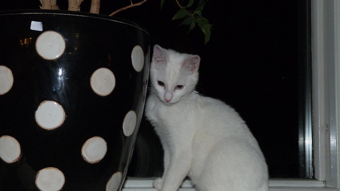 Blanding af racer Candy billede 8