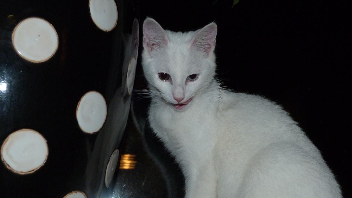 Blanding af racer Candy billede 9