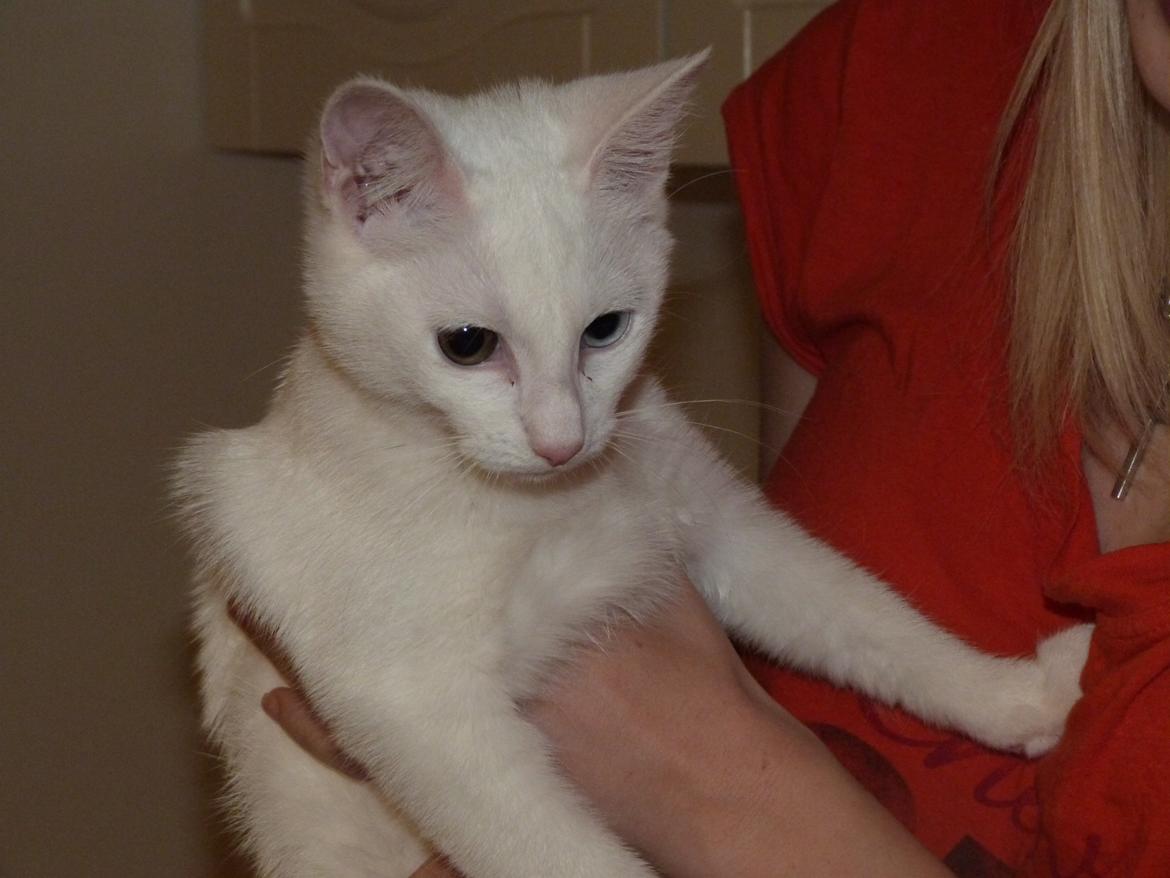 Blanding af racer Candy billede 10