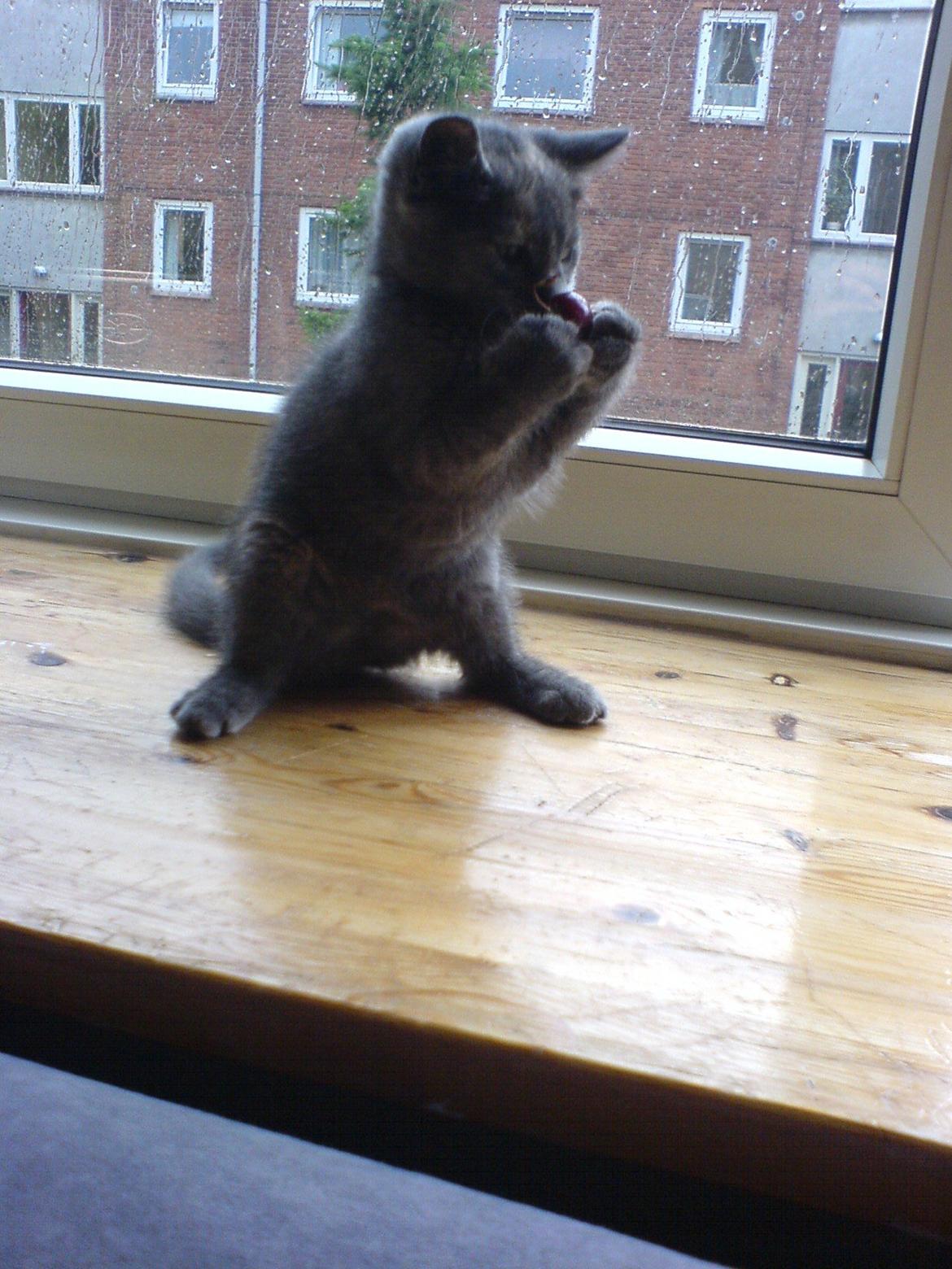 Huskat Silver <Tidligere kat> billede 2