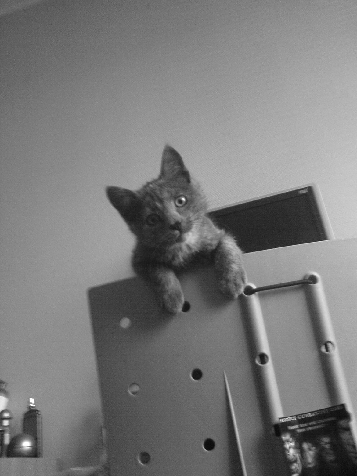 Huskat Silver <Tidligere kat> billede 1