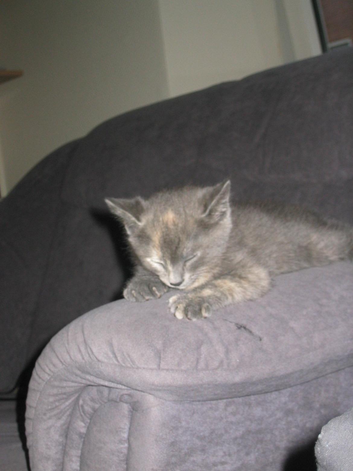 Huskat Silver <Tidligere kat> billede 3