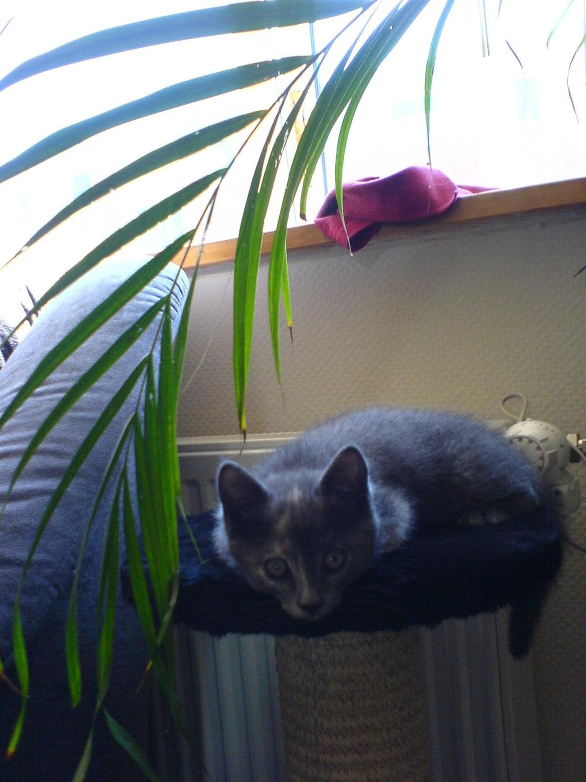 Huskat Silver <Tidligere kat> billede 5