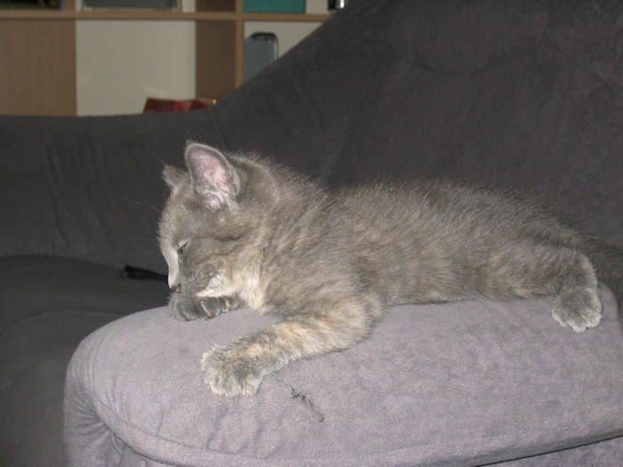 Huskat Silver <Tidligere kat> billede 4