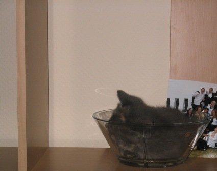 Huskat Silver <Tidligere kat> billede 6