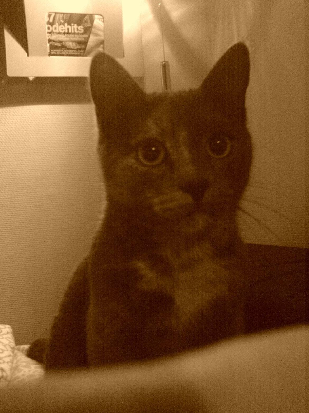 Huskat Silver <Tidligere kat> billede 7