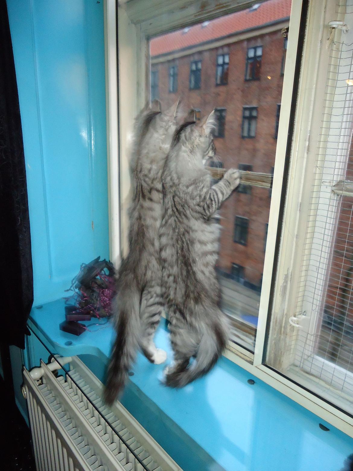 Norsk Skovkat Ziggy - Ziggy & Ziva fik øje på en masse fugle uden for vinduet billede 9