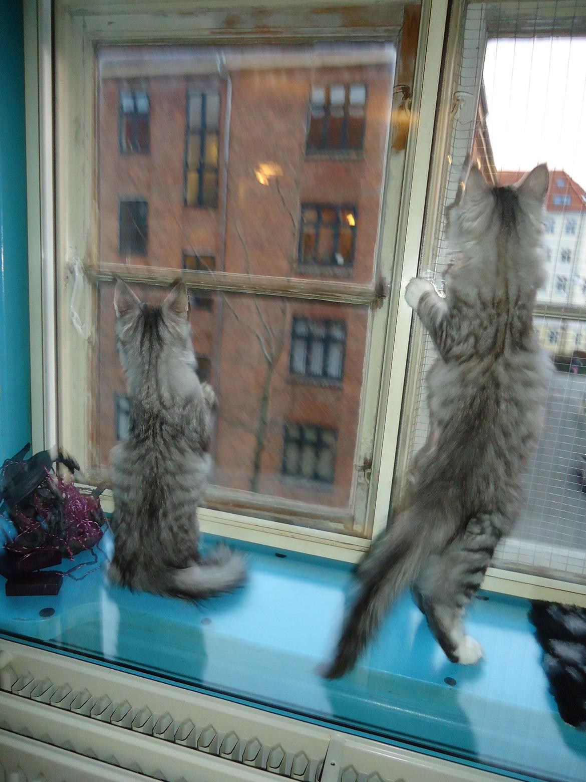 Norsk Skovkat Ziggy - Fugle kig. Ziggy stående 
 og Ziva siddende billede 10