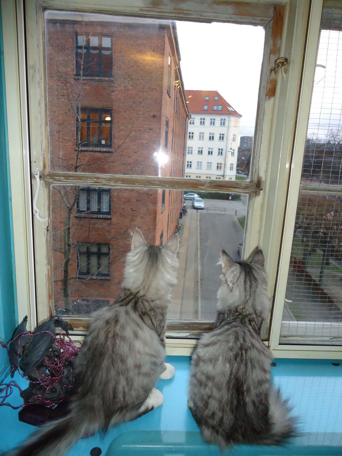 Norsk Skovkat Ziggy - Afslapning i fugle kigget. Ziggy til venstre - Ziva til højre billede 11