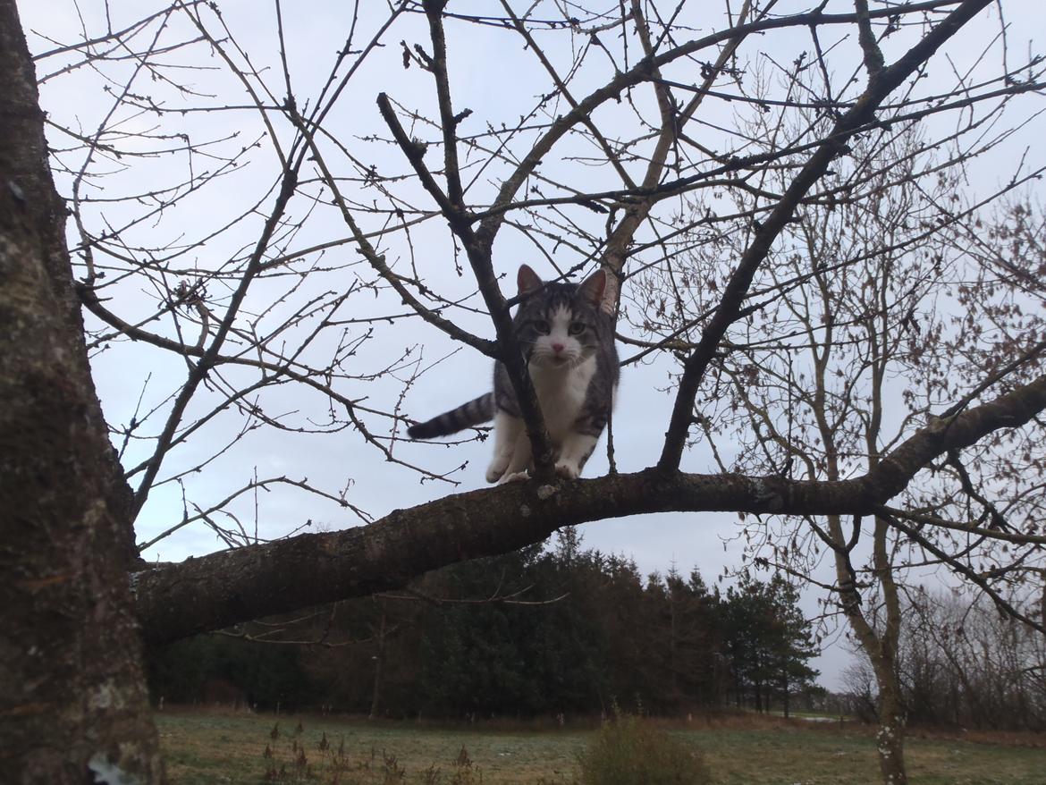 Blanding af racer Mis billede 6