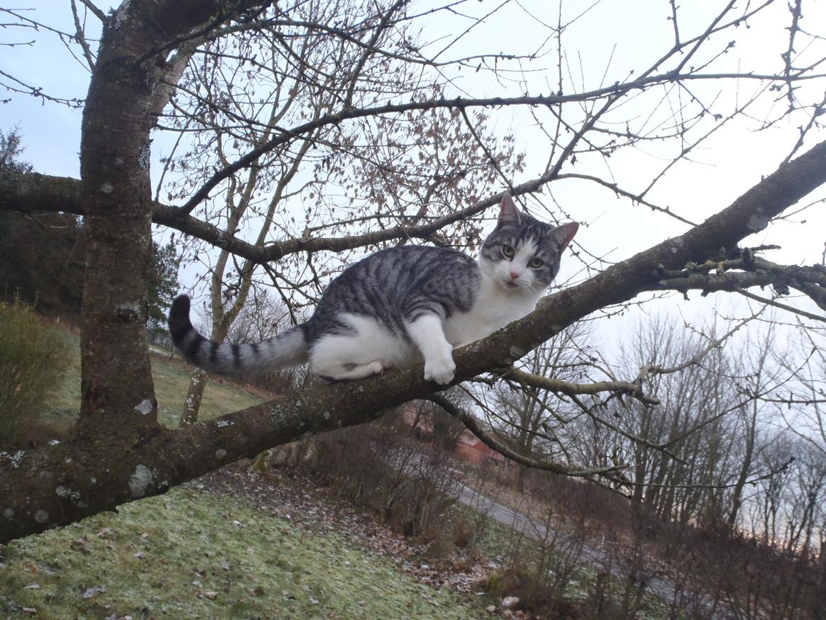 Blanding af racer Mis billede 7